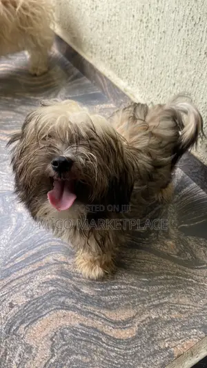 1-3 months Male Mixed Breed Lhasa Apso