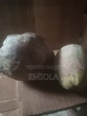 Coconut Fruit