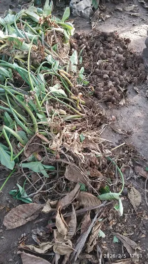 Cocoyam Suckers/Corms