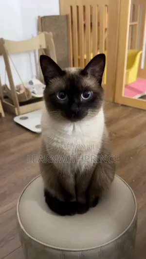 3-6 months Female Purebred Siamese