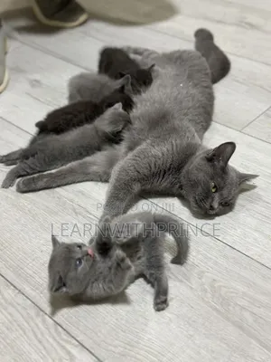 1-3 months Female Purebred British Shorthair