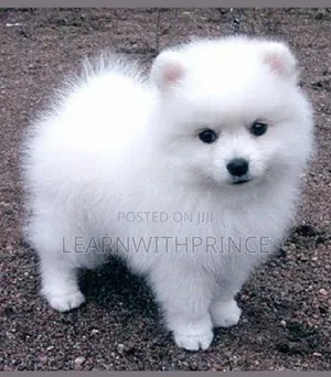 1-3 months Female Purebred American Eskimo