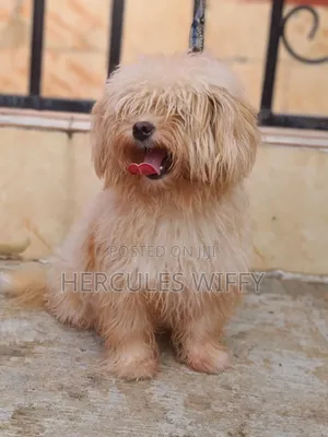 1+ year Male Purebred Lhasa Apso