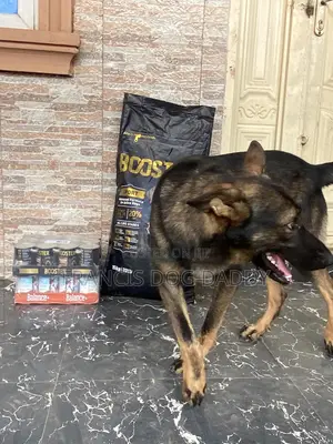 1+ year Male Purebred German Shepherd