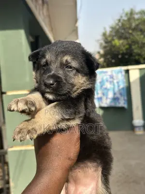 1-3 months Female Purebred German Shepherd