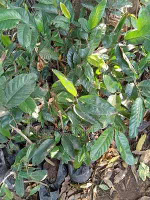 Grafted Bread Fruit (Ukwa)