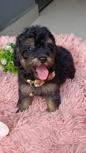 1-3 months Male Purebred Poodle