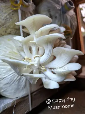 White Oyster Mushroom