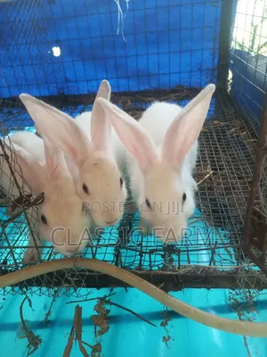 Hyla Rabbit