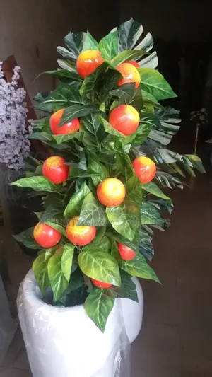 Apple Fruits Tree
