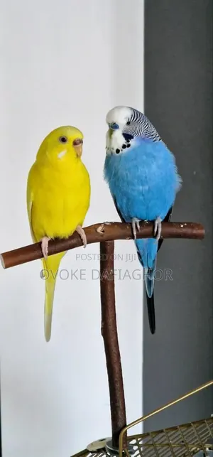 Bulgy Parrot