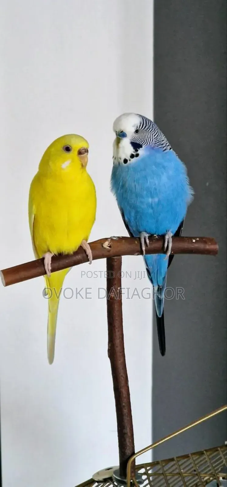 Bulgy Parrot