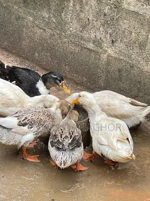 Exotic Ducks