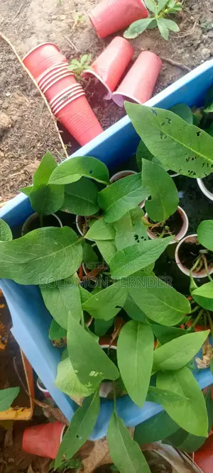 Comfrey Seedlings
