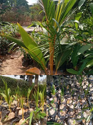 Coconuts Nurseries