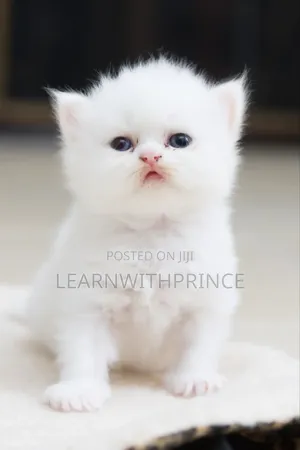 1-3 months Male Purebred Persian