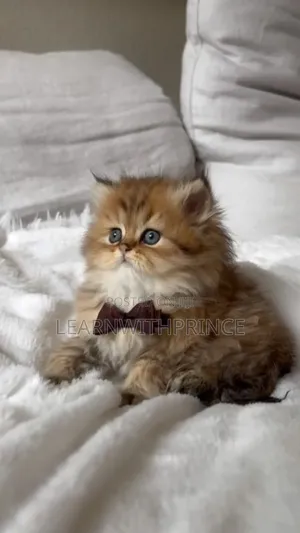 1-3 months Female Purebred Persian