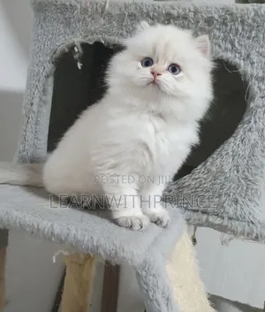 1-3 months Female Purebred Persian