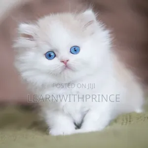 1-3 months Female Purebred Persian