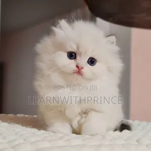1-3 months Female Purebred Persian