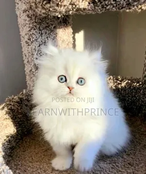 1-3 months Female Purebred Persian