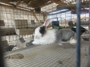 Ready to Cross Rabbit