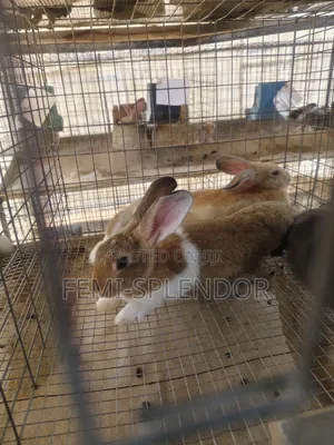 Strong and Healthy Grower Rabbit