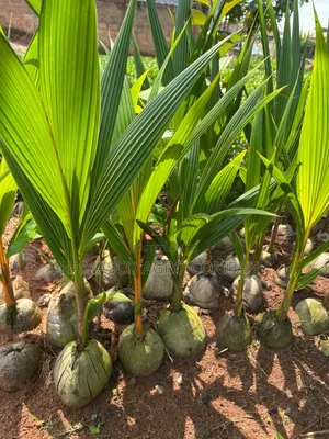 Coconut Seedlings