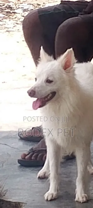 1+ year Male Purebred American Eskimo