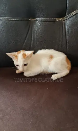 0-1 month Male Mixed Breed Ocicat