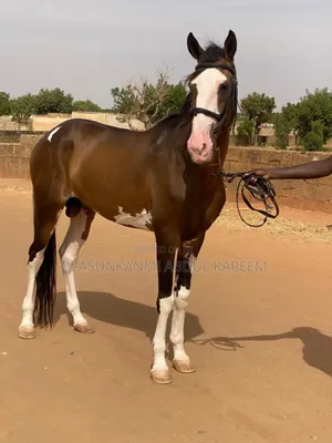 Male Stallion Horse Available