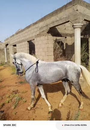 Male Stallion Horse Available