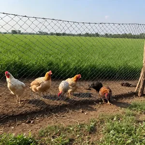 Chicken Wire Mesh Original Width - 1.2m Length - 40m