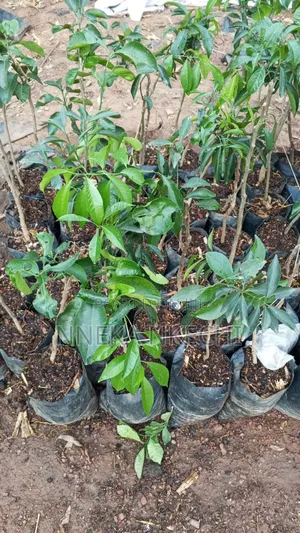 Grafted Tangerine