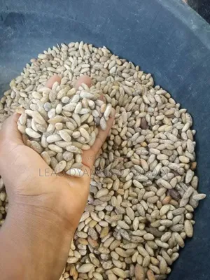 Neem Seeds