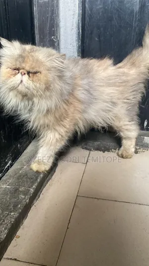 1+ year Female Purebred Persian