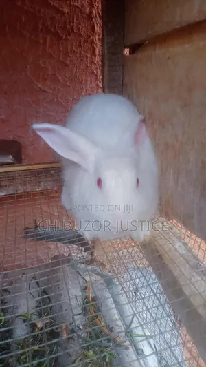 Healthy White Rabbit for Sale, Very Active