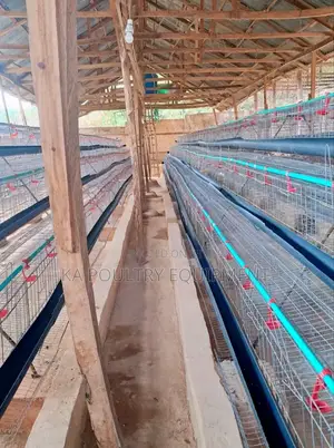 New Battery Cage For Layers