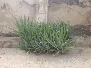 Aloe Vera Plant