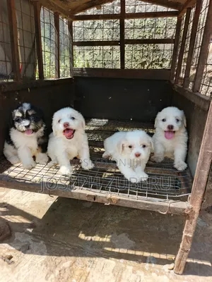 1-3 months Female Purebred Lhasa Apso