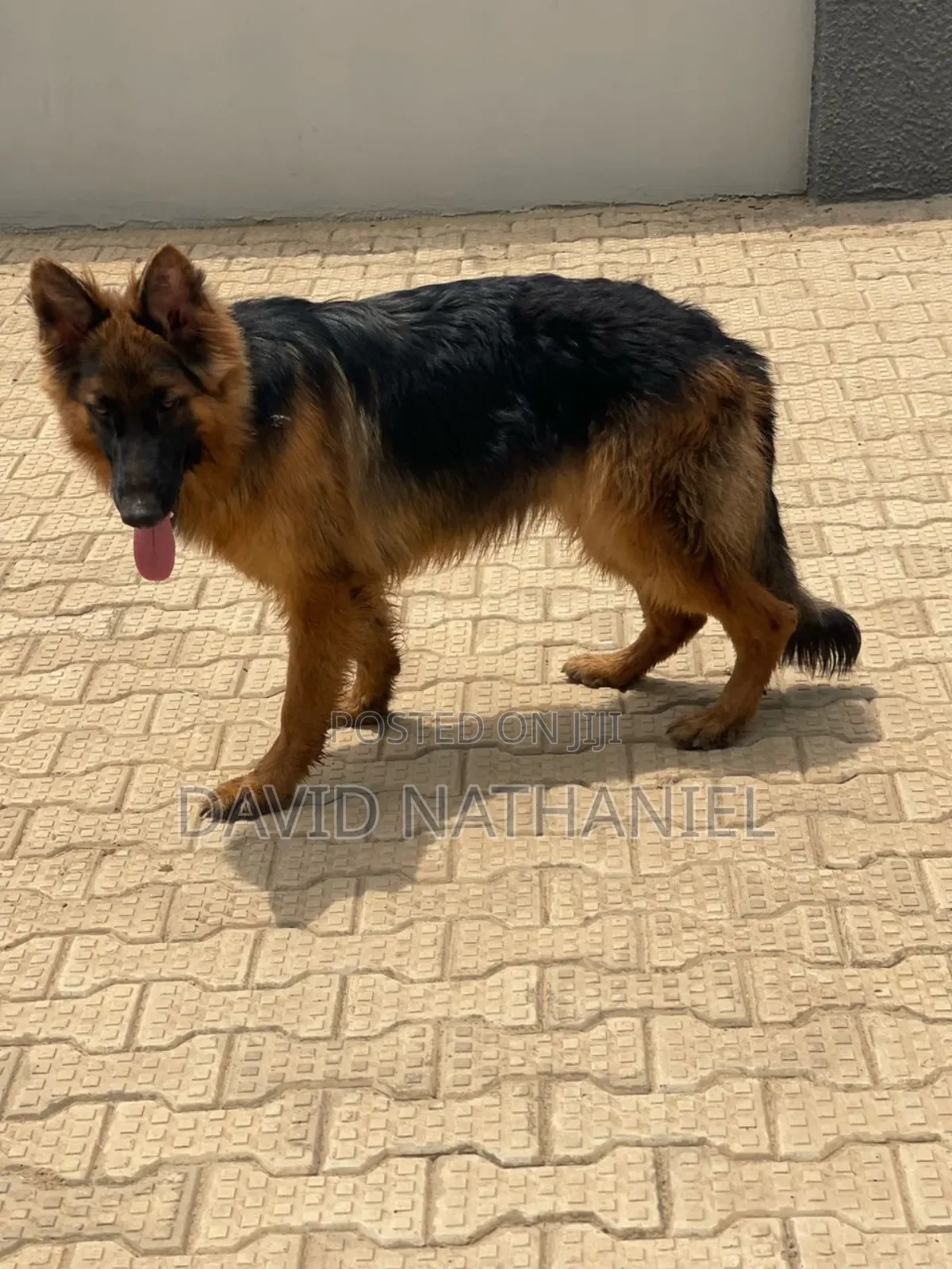 Quality Showline German Shepherd Available for Stud Service