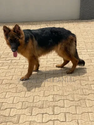 Quality Showline German Shepherd Available for Stud Service