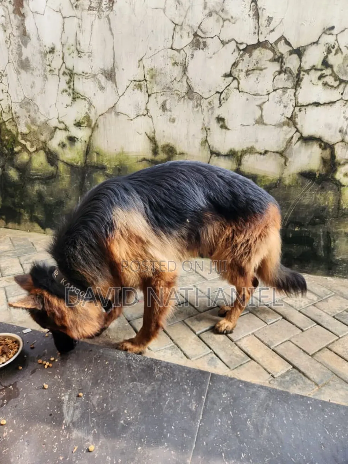 Quality Showline German Shepherd Available for Stud Service