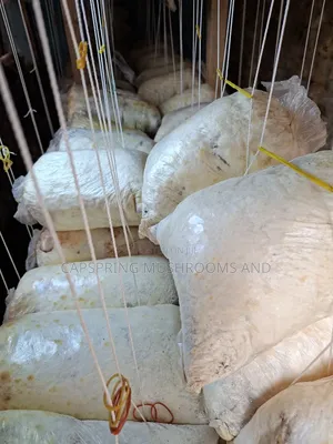 White Oyster Mushroom Colonized Bags