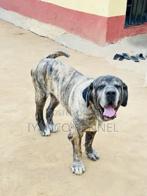 1+ year Male Purebred Neapolitan Mastiff