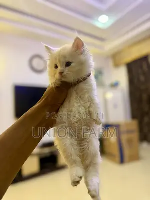 1-3 months Female Purebred Maine Coon