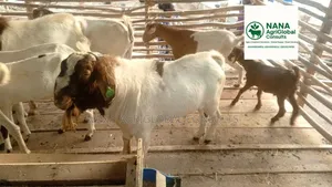 Boer and Kalahari Red Goat 100% and 75%