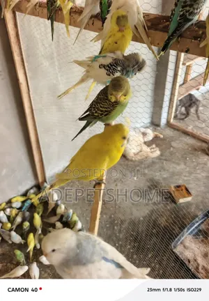Budgie Parrot