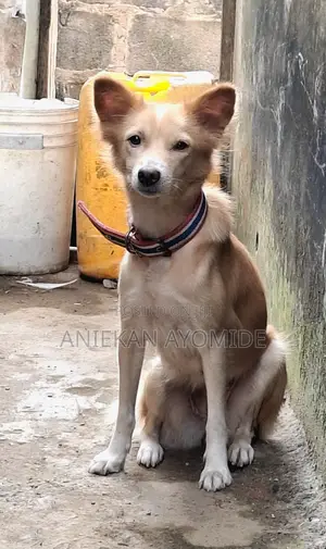 1+ year Female Mixed Breed American Eskimo