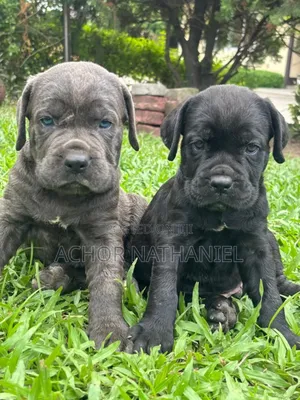 1-3 months Female Purebred Cane Corso